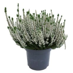 Knospenheide, Weiß, Topf-Ø 17 Cm, 3er-Set -Garten Sicht Verkäufe 0650100439 KB Calluna vulgaris T17 weiss Set 4 81488