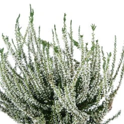 Knospenheide, Farbe Nach Verfügbarkeit, Topf-Ø 10,5/11 Cm, 8er-Set -Garten Sicht Verkäufe 0650100464 Calluna vulgaris Knospenblueher weiss 6er Set WS 95900
