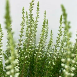 Knospenheide, Weiß, Topf-Ø 10,5/11 Cm, 8er-Set -Garten Sicht Verkäufe 0650100464 Calluna vulgaris Knospenblueher weiss 8er Set 10 112654