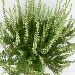 Knospenheide, Weiß, Topf-Ø 10,5/11 Cm, 8er-Set -Garten Sicht Verkäufe 0650100464 Calluna vulgaris Knospenblueher weiss 8er Set 12 112652