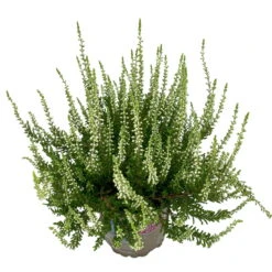 Knospenheide, Weiß, Topf-Ø 10,5/11 Cm, 8er-Set -Garten Sicht Verkäufe 0650100464 Calluna vulgaris Knospenblueher weiss 8er Set 8 112737