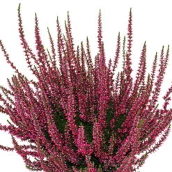 Knospenheide, Farbe Nach Verfügbarkeit, Topf-Ø 10,5/11 Cm, 8er-Set -Garten Sicht Verkäufe 0650100465 Calluna vulgaris Knospenblueher rot 6er Set WS 95901