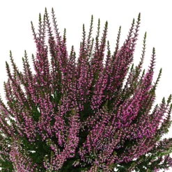 Knospenheide, Lila, Topf-Ø 10,5/11 Cm, 8er-Set -Garten Sicht Verkäufe 0650100467 Calluna vulgaris Knospenblueher lila 6er Set WS 95903 1