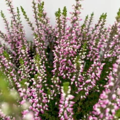 Knospenheide, Lila, Topf-Ø 10,5/11 Cm, 8er-Set -Garten Sicht Verkäufe 0650100467 Calluna vulgaris Knospenblueher lila 8er Set 3 112660