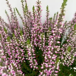 Knospenheide, Lila, Topf-Ø 10,5/11 Cm, 8er-Set -Garten Sicht Verkäufe 0650100467 Calluna vulgaris Knospenblueher lila 8er Set 5 112659