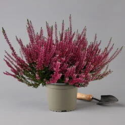 Knospenheide, Rot, Topf-Ø 17 Cm, 3er-Set -Garten Sicht Verkäufe 0650100497 Calluna vulgaris T17 rot Knospenblueher 3erSet 2 126018
