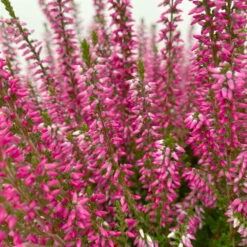 Knospenheide, Rot, Topf-Ø 17 Cm, 3er-Set -Garten Sicht Verkäufe 0650100497 Calluna vulgaris T17 rot Knospenblueher 3erSet 4 125771