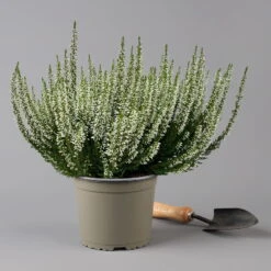 Knospenheide, Weiß, Topf-Ø 17 Cm, 3er-Set -Garten Sicht Verkäufe 0650100498 Calluna vulgaris T17 weiss knospenblueher 3erSet 2 126020