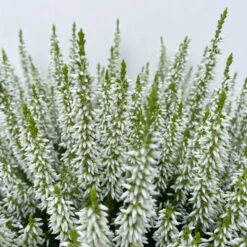 Knospenheide, Weiß, Topf-Ø 17 Cm, 3er-Set -Garten Sicht Verkäufe 0650100498 Calluna vulgaris T17 weiss knospenblueher 3erSet 2 125774