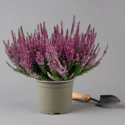 Knospenheide, Lila, Topf-Ø 17 Cm, 3er-Set -Garten Sicht Verkäufe 0650100499 Calluna vulgaris T17 lila Knospenblueher 3erSet 2 126022