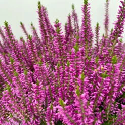 Knospenheide, Lila, Topf-Ø 17 Cm, 3er-Set -Garten Sicht Verkäufe 0650100499 Calluna vulgaris T17 lila Knospenblueher 3erSet 2 125777