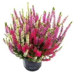 Knopsenheide 'Starlight® Milca-Trio', Lila-rot-weiß, Topf-Ø 11 Cm, 6er-Set -Garten Sicht Verkäufe 0650200157 Calluna Milca weiss T11er Starlight Trio Milca weiss einzel 79834