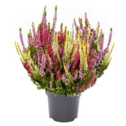 Knopsenheide 'Starlight® Milca-Trio', Lila-rot-weiß, Topf-Ø 11 Cm, 6er-Set -Garten Sicht Verkäufe 0650200158 KB Calluna vulgaris Milka Trio rotlilaweissgelblaub Set 6 1 1 80316