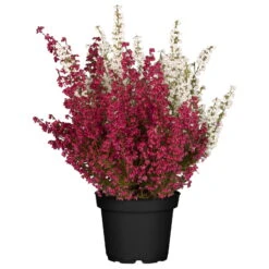 Glockenheide 'Duo', Rot-weiß, Topf-Ø 12cm, 6er-Set -Garten Sicht Verkäufe 0651100036 Erica gracilis Duo rot weiss 6er Set WS 1 95898