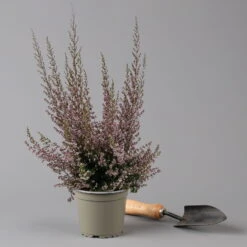 Erica Sparsa Bunt, Farbe Nach Verfügbarkeit, Topf-Ø 12cm, 6er-Set -Garten Sicht Verkäufe 0651100047 Erica sparsa T12 6er Set 125926