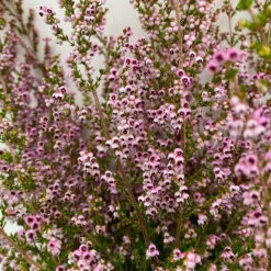 Erica Sparsa Bunt, Farbe Nach Verfügbarkeit, Topf-Ø 12cm, 6er-Set -Garten Sicht Verkäufe 0651100047 Erica sparsa T12 6er Set 3 125790