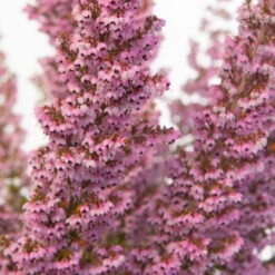 Erica Sparsa Bunt, Farbe Nach Verfügbarkeit, Topf-Ø 12cm, 6er-Set -Garten Sicht Verkäufe 0651100047 Erica sparsa T12 6er Set1 97938