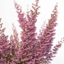 Erica Sparsa Bunt, Farbe Nach Verfügbarkeit, Topf-Ø 12cm, 6er-Set -Garten Sicht Verkäufe 0651100047 Erica sparsa T12 6er Set2 97939