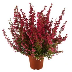 Glockenheide Rosa/rot, Farbe Nach Verfügbarkeit, Topf-Ø 11cm, 6er-Set -Garten Sicht Verkäufe 0651100048 Erica gracilis rosarot 6er Set 1 1 96916