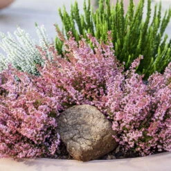 Glockenheide Rosa/rot, Farbe Nach Verfügbarkeit, Topf-Ø 11cm, 6er-Set -Garten Sicht Verkäufe 0651100048 Erica gracilis rosarot 6er Set 1 96915