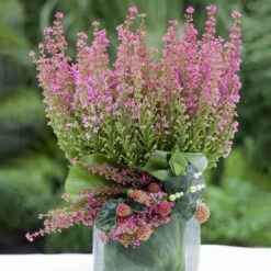 Glockenheide Rosa/rot, Farbe Nach Verfügbarkeit, Topf-Ø 11cm, 6er-Set -Garten Sicht Verkäufe 0651100048 Erica gracilis rosarot 6er Set 2 1 96914