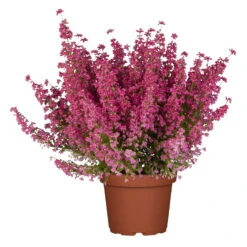 Glockenheide Rosa/rot, Farbe Nach Verfügbarkeit, Topf-Ø 11cm, 6er-Set -Garten Sicht Verkäufe 0651100048 Erica gracilis rosarot 6er Set 4 96913