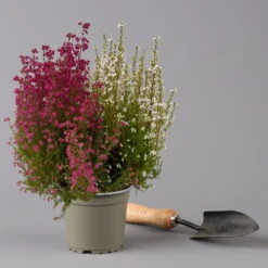 Glockenheide 'Duo', Rot-weiß, Topf-Ø 12cm, 6er-Set -Garten Sicht Verkäufe 0651100060 Erica gracilis Duo T11 12 rot weiss 6er Set 2 125928