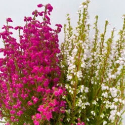 Glockenheide 'Duo', Rot-weiß, Topf-Ø 12cm, 6er-Set -Garten Sicht Verkäufe 0651100060 Erica gracilis Duo T11 12 rot weiss 6er Set 4 125791