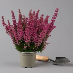 Glockenheide 'Beauty Queens®' Rosa-rot, Farbe Variiert, Topf-Ø 12 Cm, 6er-Set -Garten Sicht Verkäufe 0651100062 Erica gracilis Beauty Queen T12 rosa rot 6erSet 2 125934