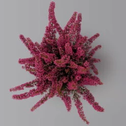 Glockenheide 'Beauty Queens®' Rosa-rot, Farbe Variiert, Topf-Ø 12 Cm, 6er-Set -Garten Sicht Verkäufe 0651100062 Erica gracilis Beauty Queen T12 rosa rot 6erSet 3 125935