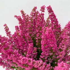 Glockenheide 'Beauty Queens®' Rosa-rot, Farbe Variiert, Topf-Ø 12 Cm, 6er-Set -Garten Sicht Verkäufe 0651100062 Erica gracilis Beauty Queen T12 rosa rot 6erSet 3 125797