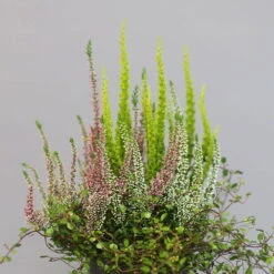 Heidepflanzen Mix, Topf-Ø 10,5 Cm, 6er-Set -Garten Sicht Verkäufe 0651200008 Heide Mix T10 5 H20 1 97304