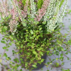 Heidepflanzen Mix, Topf-Ø 10,5 Cm, 6er-Set -Garten Sicht Verkäufe 0651200008 Heide Mix T10 5 H20 6 97305