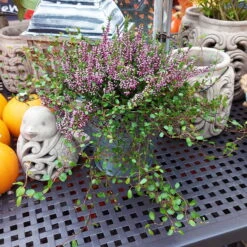 Knospenheide & Mühlenbeckia Mix Rosa, Topf-Ø 13cm, 6er-Set -Garten Sicht Verkäufe 0651200026 Calluna Muehlenbeckia T13 rosa Set 2 81499