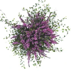 Knospenheide & Mühlenbeckia Mix Rosa, Topf-Ø 13cm, 6er-Set -Garten Sicht Verkäufe 0651200026 Calluna Muehlenbeckia T13 rosa Set 6 81592