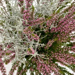 Knospenheide & Calocephalus Mix, 6er-Set, Rosa-rot-silbergrau, Topf 13 Cm Ø -Garten Sicht Verkäufe 0651200028 Calluna Calocephalus T13 6er Set 10 115245