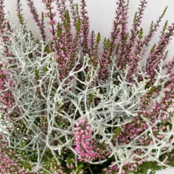 Knospenheide & Calocephalus Mix, 6er-Set, Rosa-rot-silbergrau, Topf 13 Cm Ø -Garten Sicht Verkäufe 0651200028 Calluna Calocephalus T13 6er Set 7 115244