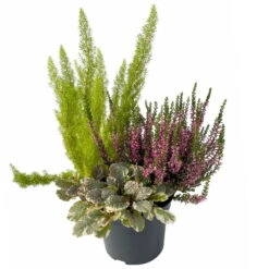 Calluna Mix, Rot-rosa, Topf-Ø 17cm, 2er-Set -Garten Sicht Verkäufe 0651200033 0651200038 Calluna Mixtopf T17 Calluna rot Erica arborea Ajuga 3 114175