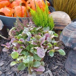 Calluna Mix, Rot-rosa, Topf-Ø 17cm, 2er-Set -Garten Sicht Verkäufe 0651200038 Calluna Mixtopf 2er Set Calluna rot Erica arborea Ajuga 1 81510