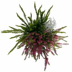 Heide-Mixtopf Mit Knospenheide Und Silberdraht, Topf 17 Cm Ø, 2er-Set -Garten Sicht Verkäufe 0651200041 Calluna Mixtopf T17 2er Set Calluna rot Skyli Calocephalus 5 115326