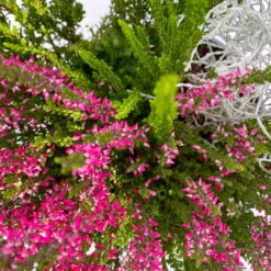 Heide-Mixtopf Mit Knospenheide Und Silberdraht, Topf 17 Cm Ø, 2er-Set -Garten Sicht Verkäufe 0651200041 Calluna Mixtopf T17 2er Set Calluna rot Skyli Calocephalus 6 115247