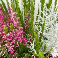 Heide-Mixtopf Mit Knospenheide Und Silberdraht, Topf 17 Cm Ø, 2er-Set -Garten Sicht Verkäufe 0651200041 Calluna Mixtopf T17 2er Set Calluna rot Skyli Calocephalus 7 115246