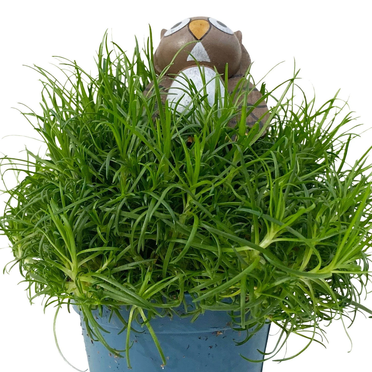 Sternmoos Mit Eulenstecker, Topf-Ø 6 Cm, 12er-Set 2 Sternmoos Mit Eulenstecker, Topf-Ø 6 Cm, 12er-Set – Bild 2