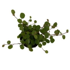 Mühlenbeckia, Mini, Topf-Ø 6 Cm, 12er-Set -Garten Sicht Verkäufe 0664400077 M hlenbeckia T6 5 116171