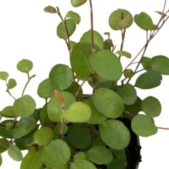 Mühlenbeckia, Mini, Topf-Ø 6 Cm, 12er-Set -Garten Sicht Verkäufe 0664400077 M hlenbeckia T6 7 116172
