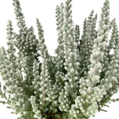 Knospenheide 'Fluffy® Zilly', Silberlaubig, Topf-Ø 6,5 Cm, 12er-Set -Garten Sicht Verkäufe 0664400079 Calluna Fluffy T6 5 a 116178