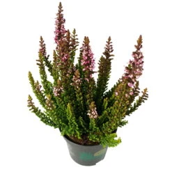 Besenheide SKYLINE®, Mischung Zufällig, Topf-Ø 6 Cm, 12er-Set -Garten Sicht Verkäufe 0664400083 Calluna Skyline Variante1 T6 4 116572