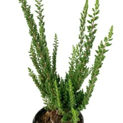Besenheide SKYLINE®, Mischung Zufällig, Topf-Ø 6 Cm, 12er-Set -Garten Sicht Verkäufe 0664400083 Calluna Skyline Variante2 T6 1 116576