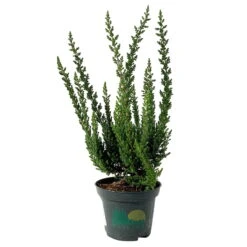 Besenheide SKYLINE®, Mischung Zufällig, Topf-Ø 6 Cm, 12er-Set -Garten Sicht Verkäufe 0664400083 Calluna Skyline Variante2 T6 2 116574