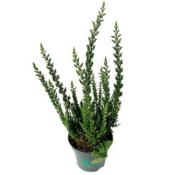Besenheide SKYLINE®, Mischung Zufällig, Topf-Ø 6 Cm, 12er-Set -Garten Sicht Verkäufe 0664400083 Calluna Skyline Variante2 T6 4 116575